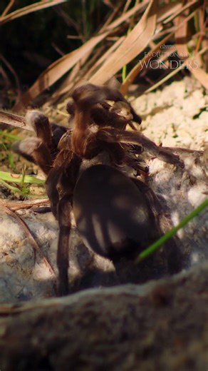 The Most Tarantulas in The World... 👀🕷️