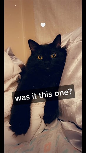 get a cat they said #catsoftiktok #cat #fyp #fy #fire #damagedhome #luckytoday #couldbeworse