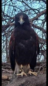 Limit of rabbits in Nebraska! #falconry #hunting