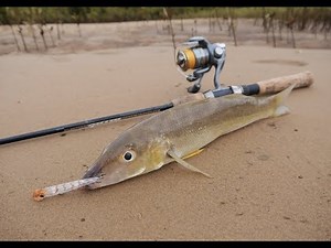 Whiting on Surface Lures | Fisho App