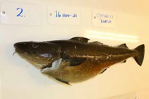 PROFITABLE COD FARMING REQUIRES HIGH SALES PRICES