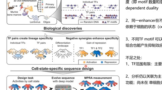 造血过程中细胞状态特异性enhancer的设计原则
