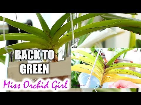 Fixing yellow leaves on Orchids - The case of my sick Vanda, now healthy!