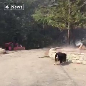 This is the moment two men were reunited with the family dog they thought had died in the Californian wildfires. More than 100,000 acres has been destroyed in the wildfires, and at least 40 people have died. | Channel 4 News