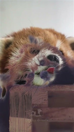 Even when it’s quiet… it’s still adorable 🐾