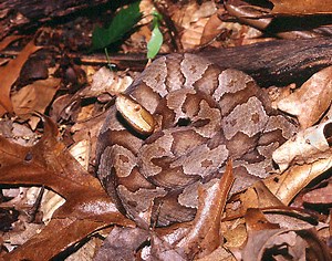 All You Need to Know About Snakes in the Smoky Mountains