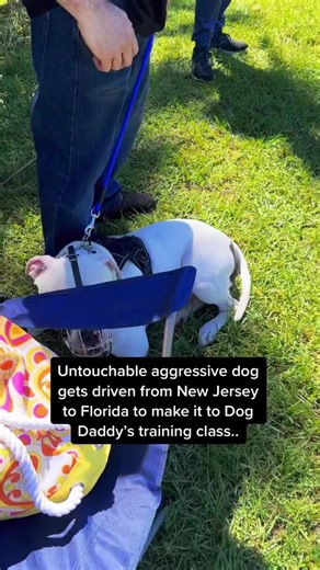 3.4M views · 10K reactions | Come watch me train in person this Sunday in Miami at 5 PM! Location on instagram. | The Dog Daddy | Facebook