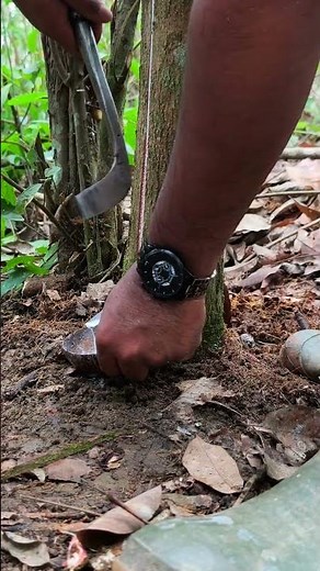 watch step by step #seluruhdunia #panenmelimpah #petanikaret #harvesting