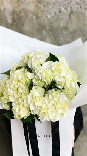 Kate Hill Flowers | Flower Delivery Melbourne on Instagram: "LOOK WHO’S BACK IN SEASON !!! WHITE HYDRANGEAS 🤍🤍🤍 Our fresh + premium quality + locally grown Hydrangeas are back in season and we are excited for the season ahead (December to May). Shop our FREYA white Hydrangea Bouquet online or call 📞03 9510 8800 our friendly team to arrange a flower delivery or store collection from our Southbank Melbourne florist. Hydrangeas are a beautiful dense flower, perfect for the home or as a gift for