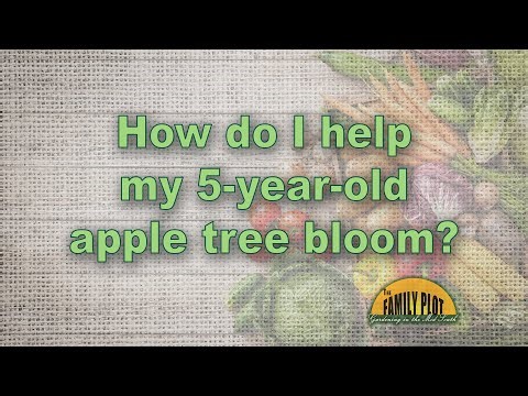 How do I help my 5-year-old apple tree bloom? Not Much!