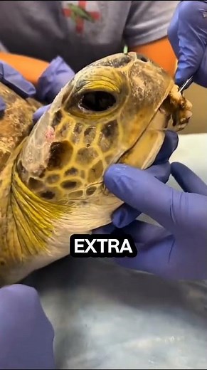 How are barnacles safely removed from turtle shells #SeaTurtle #Barnacles #OceanLife