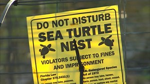 Sea turtle trackers remain vigilant as nesting season winds down