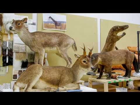 Ken Ham Gives Overview of Ark Encounter with Latest Video Footage