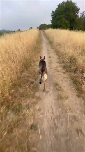 El re-encuentro de su novia. #germanshepherd #cute #goldenretriever #funny #doglove #belgianshepard