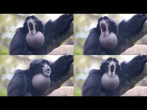 Yelling monkey meme over 1 MILLION times