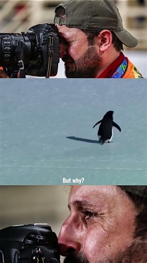 Why is a penguin’s 'death march' going viral? Meaning behind 2026’s 'Nihilist Penguin' meme
