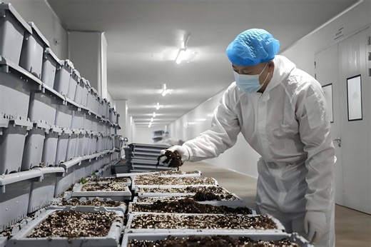 FDA GMP认证全攻略：从申请到通过的完整流程