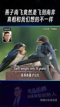 Swallows don't just fly south for the winter? The Beijing swift crosses two continents to reach S...