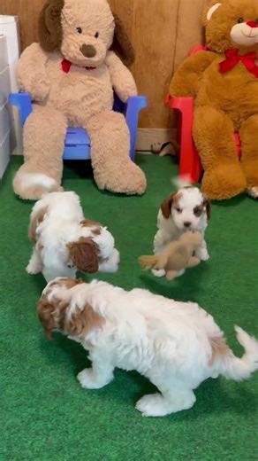 Cavapoo puppies playing. Super cute. #shorts #cavapoo #puppy