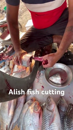 #trending #fishcutting # Ailsa 🐟👑👀💸