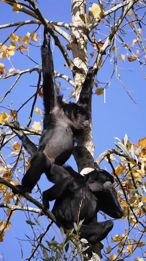 1.7K views · 171 reactions | Sam + Bagus =  Choose Forest Stewardship Council (FSC) certified paper and wood products to help wildlife like endangered siamangs thrive in their forest habitat. | Woodland Park Zoo | Facebook