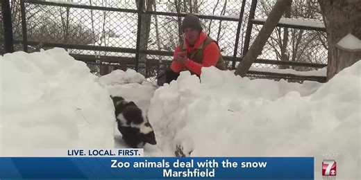 Some smaller animals at Wildwood Zoo in Marshfield dug out of habitats