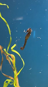 5.4K views · 89 reactions | Mysis shrimp, anyone? These small crustaceans are a favorite food item for our northern seahorses. Seahorses eat almost constantly since they have a rudimentary digestive system that lacks a stomach. They will consume thousands of crustaceans in a single day! Observe our seahorses today in Ocean Wonder: Sharks! | New York Aquarium | Facebook