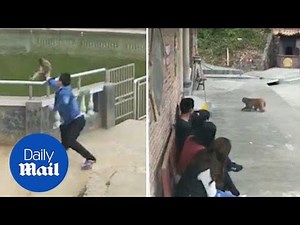 Prankster is chased by monkey after pushing it into pond
