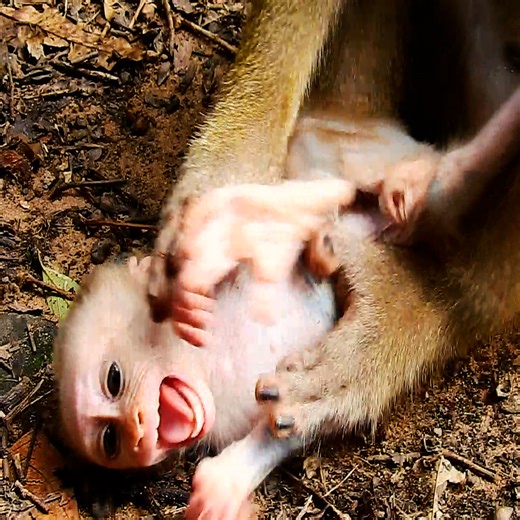 Tiny baby monkey sc-reaming out loudly ..the reason was not clear ..! #monkeys | Avata Monkey II