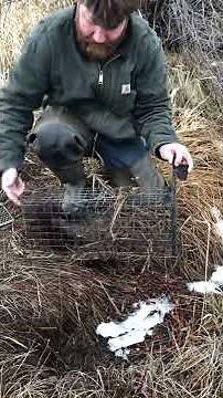 Release of first live trapped mink
