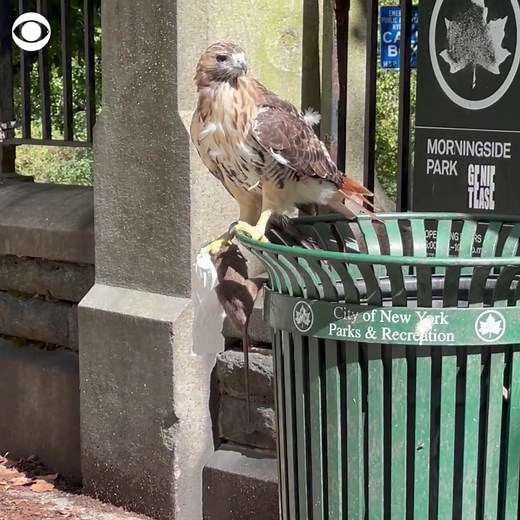 5.7M views · 109K reactions | In New York City, the rats go viral for eating pizza – and the hawks go viral for eating rats. Watch this bird shock onlookers in the Upper West Side by descending into a trash can and pulling out a sizable "snack." | CBS News | Facebook