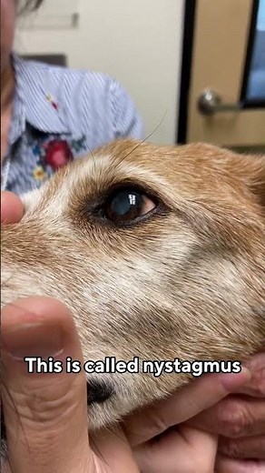 Nystagmus in a Dog with Vestibular Syndrome