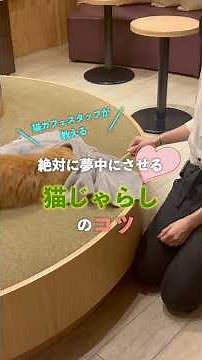猫が思わず寄ってきちゃう猫じゃらしの使い方はこれ #猫カフェmocha #好きな子猫 #猫カフェ