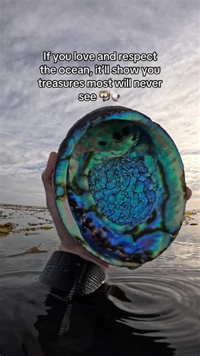 Fischer on Instagram: "Found this beautiful abalone shell while diving. The colors on these shells are incredible I can’t compare it to anything!! 🌈🐚 #Abalone #Shelling #MarineConservation"