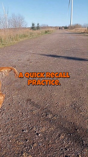 2.7K views | High prey drive dog training with Tracey McLennan on Reels | Facebook