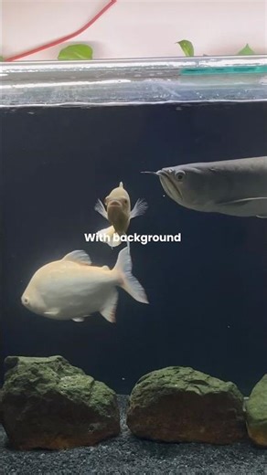 UPGRADE ALERT🚨 | Monster Fish Tank Transformation | Black Background Upgrade 🖤🔥