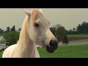 Racing Stripes Sandy & Stripes Music Video