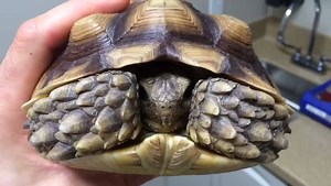 137K views · 6.4K reactions | #surgeryvideo Did you know that in...