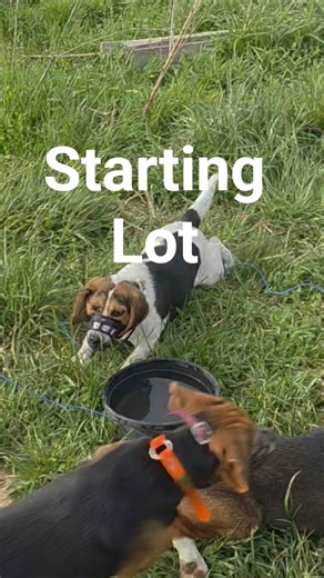 Starting Lot for Beagle hounds #howtotrackarabbit #puppy #hunting #doglife