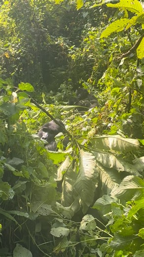 What Are the Best Colors for Gorilla Trekking? I once wore a white shirt on a gorilla trek—big mistake. Every insect found me first! Stick to earthy tones like khaki, brown, or green. They blend with the forest and keep bugs away. Bonus tip: go for UPF-rated shirts for sun protection. Plan your dream safari with our concierge team – the journey starts in our bio 📧 info@gorilla-trekking-safari.com | gorillapathfinders@gmail.com 🌍 gorilla-trekking-safari.com 📲 WhatsApp: 256771204207 | Chat | Je