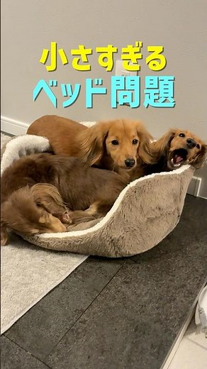 小さすぎるベッド問題｜3頭の保護犬、なぜそこに…？#保護犬 #多頭飼い #犬のいる暮らし #ショート動画 #癒し犬
