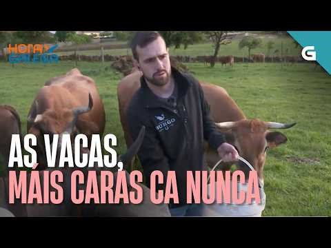 As VACAS de carne están máis CARAS ca nunca: que está pasando?| HORA GALEGA