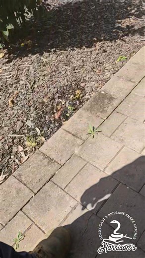 2.7K views · 77 reactions | Little carpet python hides in a tree at ormeau | Harrison's Gold Coast and Brisbane Snake Catcher | Facebook