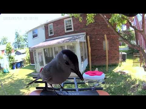 Birds Just Hanging Out | Motion Camera Moments-DAY2