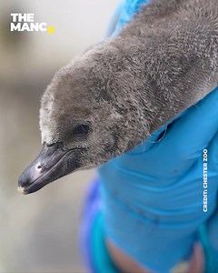 49K views · 568 reactions | Chester Zoo just gained 11 baby penguins and they are adorable.  | The Manc | Facebook