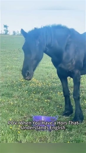 Bro missed his calling as a circus clown. 🤡#shorts #funnyhorse #horsememes #2026 #derp