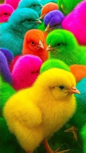 Funny chicken, Colorful chicken, Rainbow chicken, Funny duck, Funny bunny, turtle, funny cat