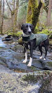 The Middle Fork Applegate River, Rogue-Siskiyou National Forest #nature #takeahike #pnwlife #dog #wholesome #naturegrandpa #pnw #beblessed | Boring Old Guy