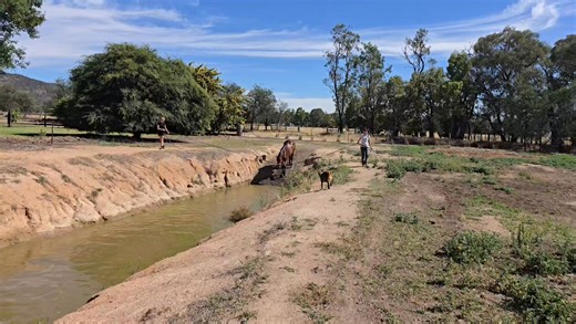 Every horse that gets worked at Weeding Racing heads to the pool for a swim afterwards. Great for conditioning and recovery, it's a low-impact aerobic exercise that our horses enjoy, especially during these warmer months. | Weeding Racing