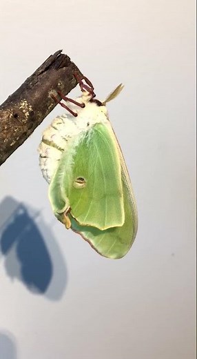 Time-Lapse of a rare LUNA MOTH!